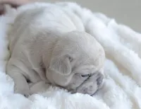 Cream Merle Male 2, a male French Bulldog for sale in Jonesboro, LA – Photo 7 of 9