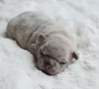 Cream Merle Male 2, a male French Bulldog for sale in Jonesboro, LA – Photo 1 of 2
