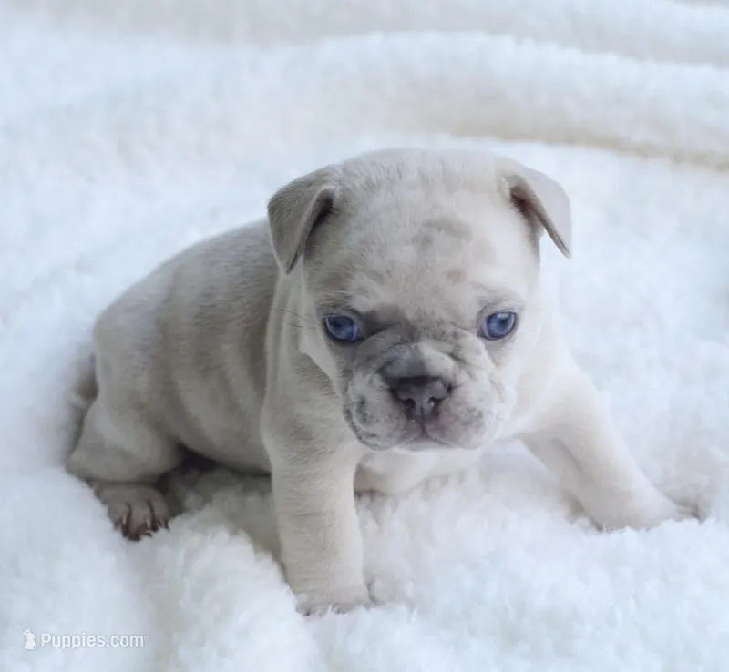 Cream Merle Male 2 – French Bulldog puppy for sale in Jonesboro, LA