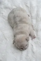 Cream Merle Male 2, a male French Bulldog for sale in Jonesboro, LA – Photo 2 of 2