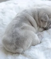 Cream Merle Male 2, a male French Bulldog for sale in Jonesboro, LA – Photo 6 of 9