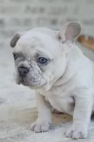 Cream Merle Male 2, a male French Bulldog for sale in Jonesboro, LA – Photo 3 of 10