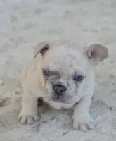 Cream Merle Male 2, a male French Bulldog for sale in Jonesboro, LA – Photo 4 of 10
