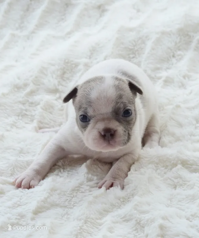 AKC girl 2 – Boston Terrier puppy for sale in Jonesboro, LA