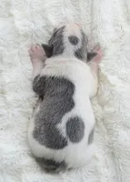 AKC boy 4, a male Boston Terrier for sale in Jonesboro, LA – 2 of 2