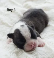 AKC boy 3, a male Boston Terrier for sale in Jonesboro, LA – 1 of 2