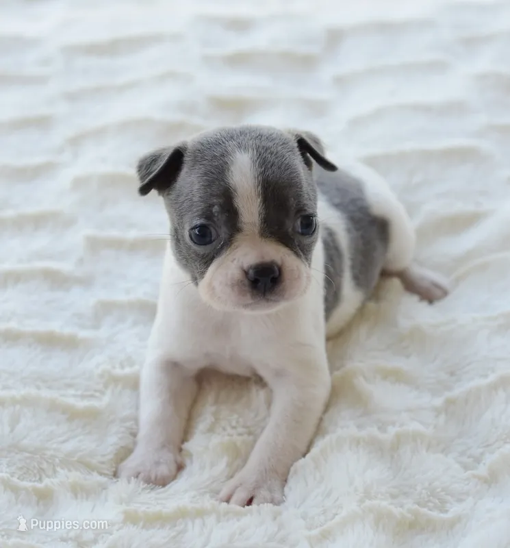 AKC girl 5 – Boston Terrier puppy for sale in Jonesboro, LA