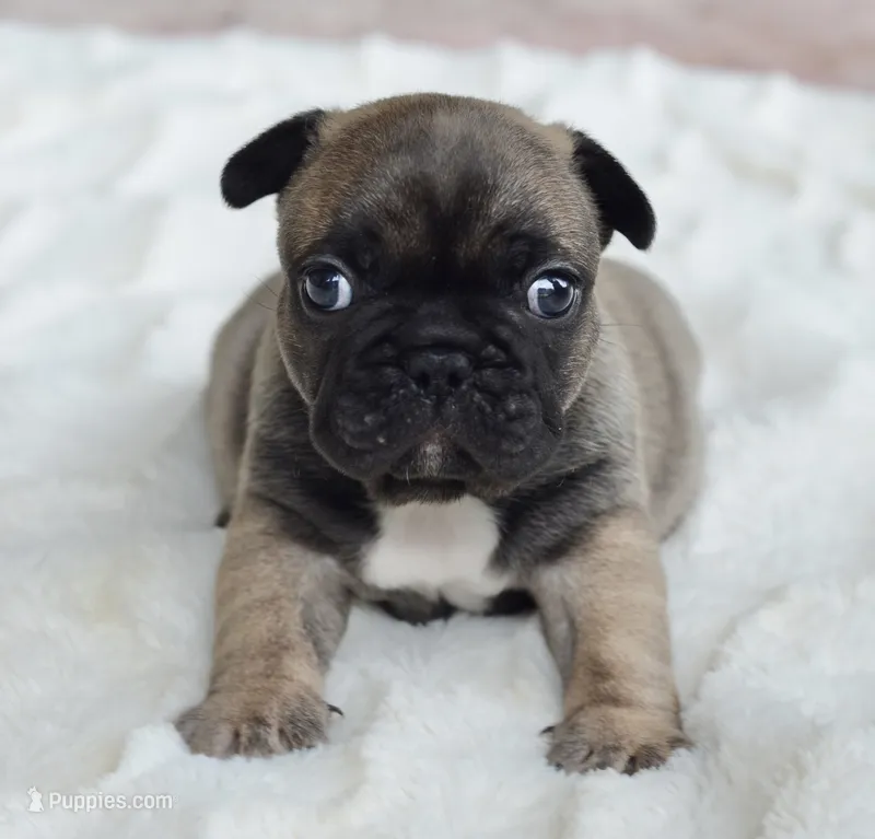 AKC Sable – French Bulldog puppy for sale in Jonesboro, LA