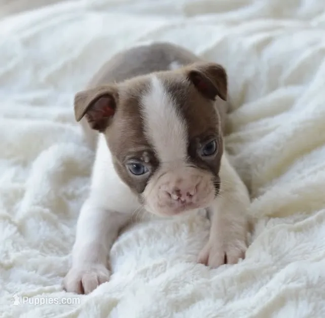 AKC boy 1 – Boston Terrier puppy for sale in Jonesboro, LA