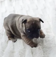 AKC Sable, a male French Bulldog for sale in Jonesboro, LA – 7 of 10