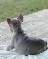 AKC blue, a female French Bulldog for sale in Jonesboro, LA – 2 of 10