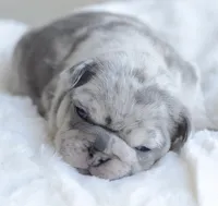 Merle Female, a female French Bulldog for sale in Jonesboro, LA – Photo 3 of 8