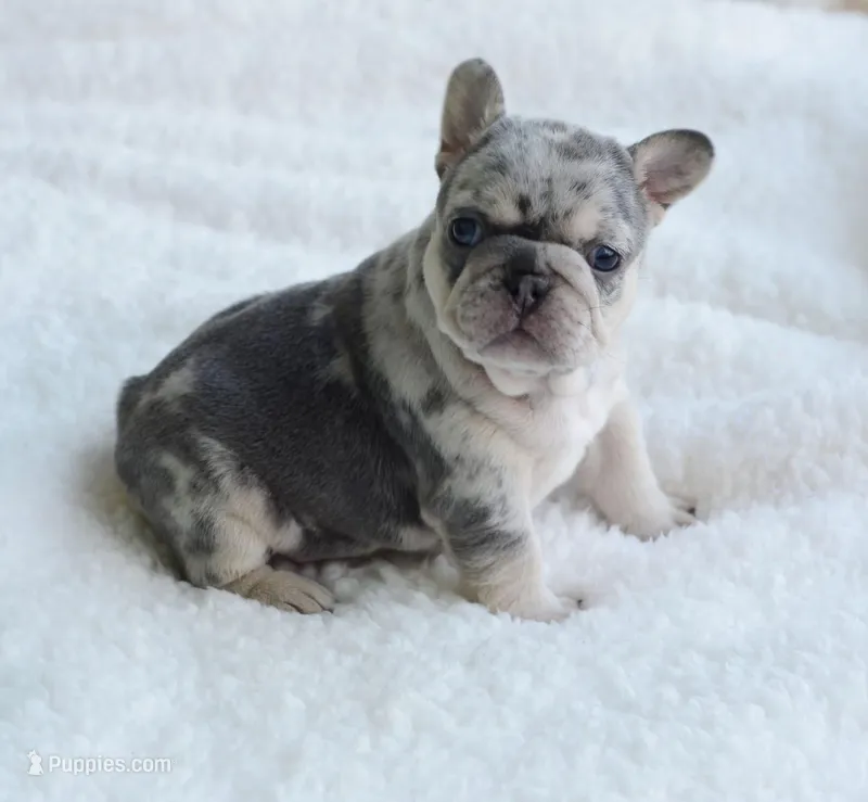 Merle Female – French Bulldog puppy for sale in Jonesboro, LA