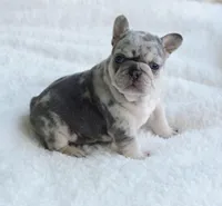 Merle Female, a female French Bulldog for sale in Jonesboro, LA – Photo 1 of 8