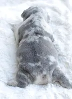 Merle Female, a female French Bulldog for sale in Jonesboro, LA – Photo 5 of 8