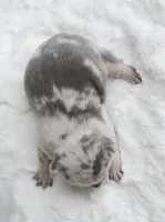 Merle Female, a female French Bulldog for sale in Jonesboro, LA – Photo 3 of 3