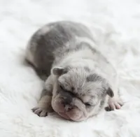 Merle Female, a female French Bulldog for sale in Jonesboro, LA – Photo 1 of 3