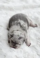 Merle Female, a female French Bulldog for sale in Jonesboro, LA – Photo 2 of 3