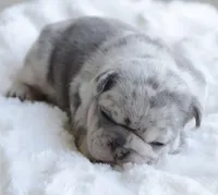 Merle Female, a female French Bulldog for sale in Jonesboro, LA – Photo 4 of 8