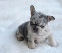 Merle Female, a female French Bulldog for sale in Jonesboro, LA – Photo 2 of 8