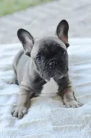 AKC Sable, a male French Bulldog for sale in Jonesboro, LA – 1 of 10