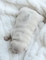 AKC cream Merle, a male French Bulldog for sale in Jonesboro, LA – 3 of 3