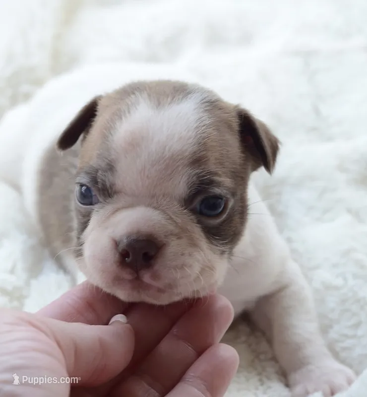 AKC boy 5 – Boston Terrier puppy for sale in Jonesboro, LA