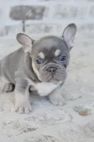 Blue Male, a male French Bulldog for sale in Jonesboro, LA – Photo 1 of 10