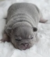 Blue Male, a male French Bulldog for sale in Jonesboro, LA – Photo 1 of 2