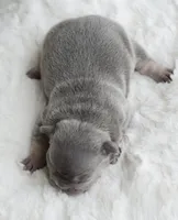 Blue Male, a male French Bulldog for sale in Jonesboro, LA – Photo 2 of 2