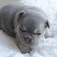Blue Male, a male French Bulldog for sale in Jonesboro, LA – Photo 9 of 10