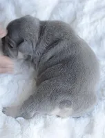 Blue Male, a male French Bulldog for sale in Jonesboro, LA – Photo 7 of 10