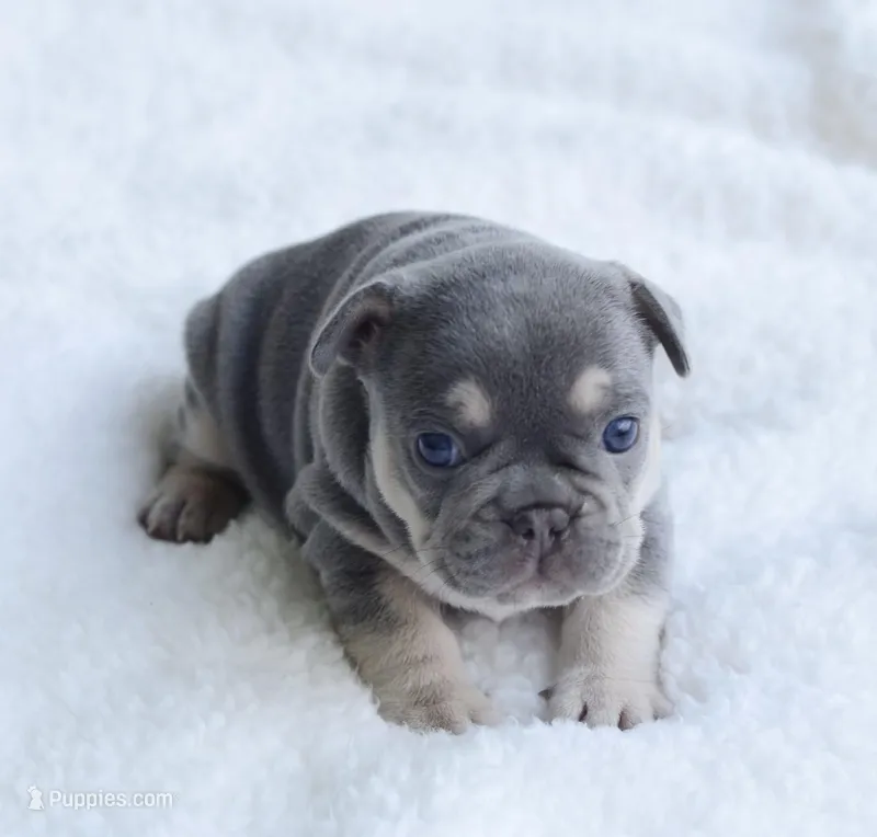 Blue Male – French Bulldog puppy for sale in Jonesboro, LA