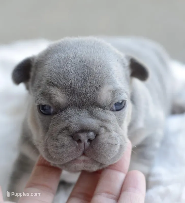 Blue Male – French Bulldog puppy for sale in Jonesboro, LA