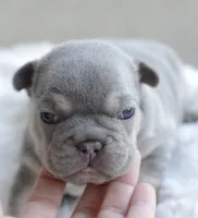 Blue Male, a male French Bulldog for sale in Jonesboro, LA – Photo 3 of 10