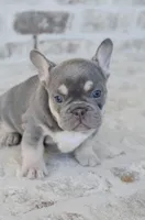 Blue Male, a male French Bulldog for sale in Jonesboro, LA – Photo 2 of 10