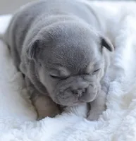 Blue Male, a male French Bulldog for sale in Jonesboro, LA – Photo 6 of 10