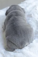 Blue Male, a male French Bulldog for sale in Jonesboro, LA – Photo 5 of 10