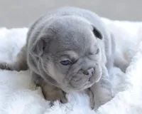 Blue Male, a male French Bulldog for sale in Jonesboro, LA – Photo 4 of 10