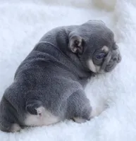 Blue Male, a male French Bulldog for sale in Jonesboro, LA – Photo 2 of 10