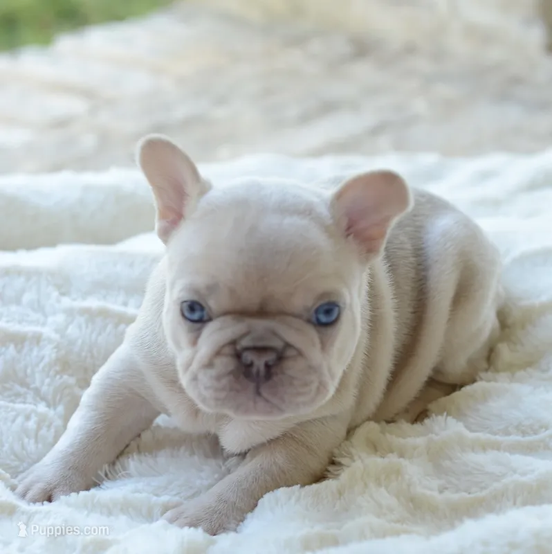 AKC cream Merle – French Bulldog puppy for sale in Jonesboro, LA