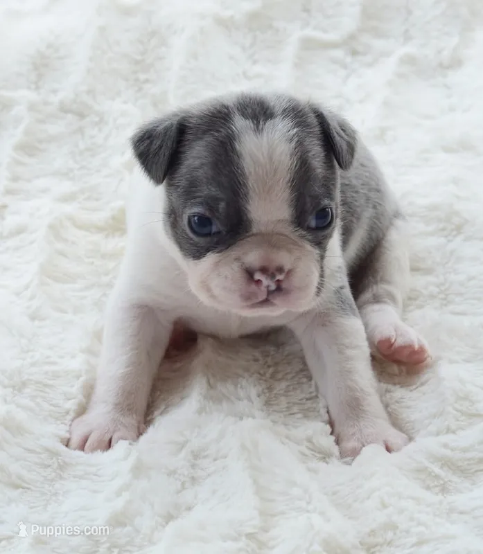 AKC boy 4 – Boston Terrier puppy for sale in Jonesboro, LA