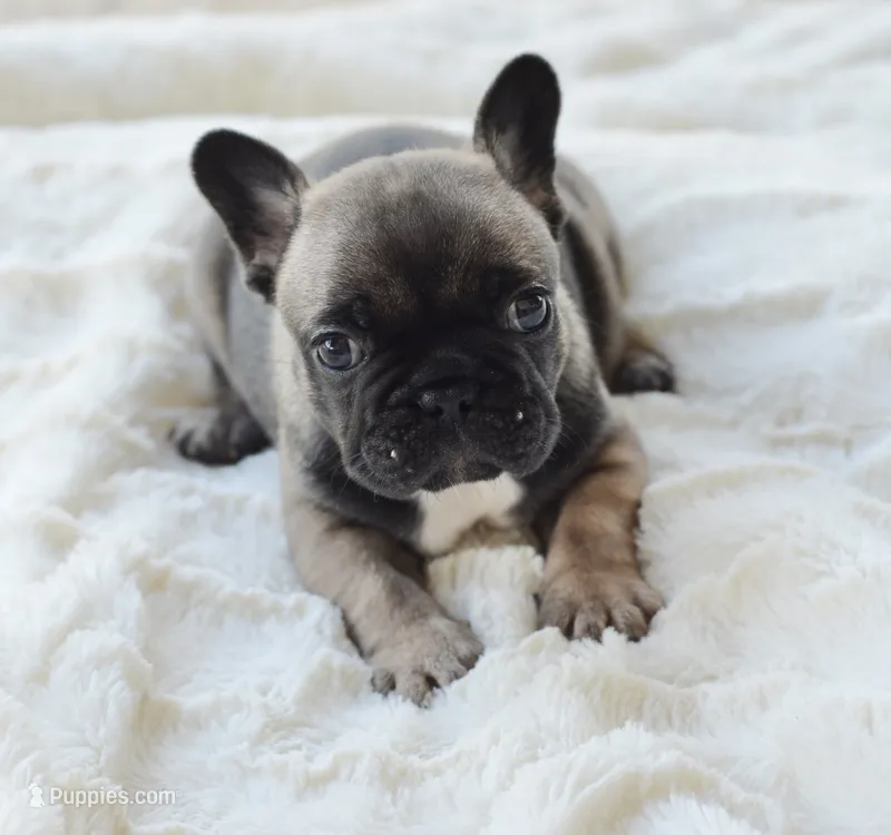 AKC Sable – French Bulldog puppy for sale in Jonesboro, LA