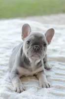 AKC blue, a female French Bulldog for sale in Jonesboro, LA – 3 of 10