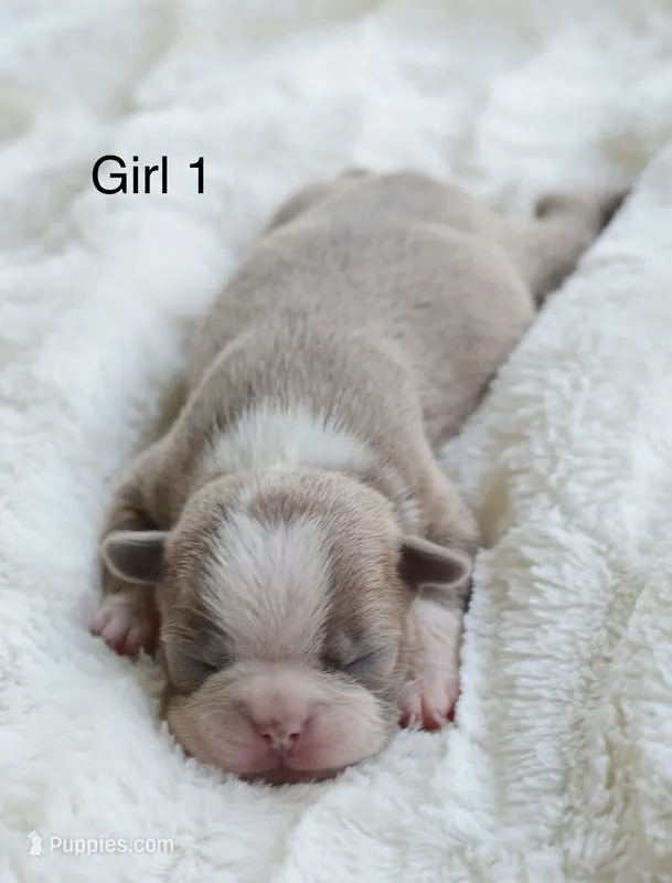 AKC Girl 1 – Boston Terrier puppy for sale in Jonesboro, LA
