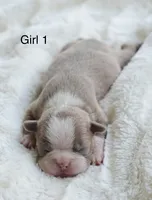 AKC Girl 1, a female Boston Terrier for sale in Jonesboro, LA – 1 of 2