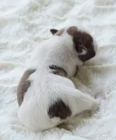 AKC boy 5, a male Boston Terrier for sale in Jonesboro, LA – 2 of 2