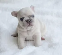 Cream Merle Male, a male French Bulldog for sale in Jonesboro, LA – Photo 1 of 10