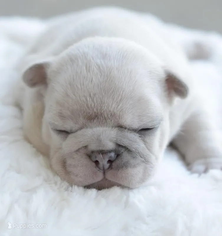 Cream Merle Male – French Bulldog puppy for sale in Jonesboro, LA