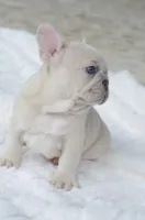 Cream Merle Male, a male French Bulldog for sale in Jonesboro, LA – Photo 4 of 10